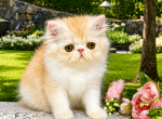 Woody - Persian Kitten For Sale - 