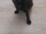 Ambrosia - American Shorthair Kitten For Adoption - Pawleys Isl&comma; SC&comma; US
