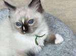 RESERVED Mitted Seal Pt M - Ragdoll Kitten For Sale - Columbia&comma; MD&comma; US