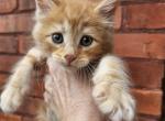 Red Maine Coon boys - Maine Coon Kitten For Sale - MI&comma; US