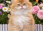 British Shorthair Male Golden Shaded - British Shorthair Kitten For Sale - 