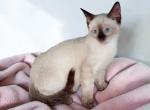 Uno - Siamese Kitten For Sale - Walterboro&comma; SC&comma; US
