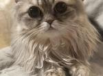 Miki British Longhair and Devon Rex - Devon Rex Kitten For Sale - Atlanta&comma; GA&comma; US