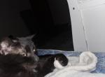 Mozzy - American Shorthair Cat For Adoption - Portland&comma; OR&comma; US