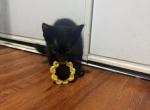 Four Black Kittens - Domestic Kitten For Sale - Rialto&comma; CA&comma; US