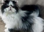 Duey - Persian Kitten For Sale - 