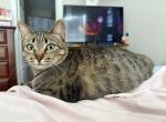 Bagel - American Shorthair Cat For Adoption - Fayetteville&comma; NC&comma; US