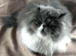 Gabby - Persian Kitten For Sale - 