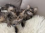 American bobtail - American Bobtail Kitten For Sale - Agawam&comma; MA&comma; US