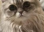 Miki - Persian Kitten For Sale - Atlanta&comma; GA&comma; US
