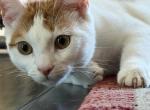 Halo - Domestic Kitten For Sale - El Cajon&comma; CA&comma; US