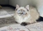 Toffee - Himalayan Kitten For Sale - Baltimore&comma; MD&comma; US