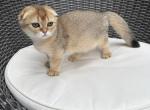 Seraphina imported from European bloodlines - Munchkin Kitten For Sale - Reisterstown&comma; MD&comma; US
