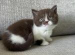 Scottish straight female - Scottish Straight Kitten For Sale - Shakopee&comma; MN&comma; US