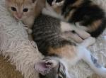 Half Siamese SALE ready now - American Shorthair Kitten For Sale - Charlotte&comma; NC&comma; US