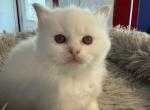 Danis litter  Milwaukee - Ragdoll Kitten For Sale - Milwaukee&comma; WI&comma; US