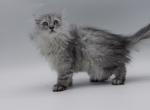 Blue spotted Scottish Fold lh - Scottish Fold Kitten For Sale - City Of Spokane Valley&comma; WA&comma; US