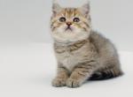 Black golden spotted British shorthair boy - British Shorthair Kitten For Sale - City Of Spokane Valley&comma; WA&comma; US