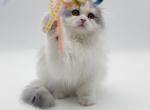 Scottish fold longhair blue bicolor girl - Scottish Fold Kitten For Sale - City Of Spokane Valley&comma; WA&comma; US