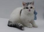 Scottish straight dilute calico girl - Scottish Straight Kitten For Sale - City Of Spokane Valley&comma; WA&comma; US