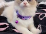 Pure ragdoll kittens - Ragdoll Kitten For Sale - 