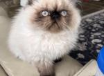 Himalayan boy - Persian Kitten For Sale - 