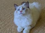 TICA Seal point Bicolor Ragdoll Kitten female - Ragdoll Kitten For Sale - Bryan&comma; TX&comma; US