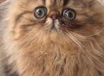 Bao litter - Persian Kitten For Sale - Chicago&comma; IL&comma; US