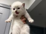 Brooklyn Himalayan Cats - Himalayan Kitten For Sale - Brooklyn&comma; NY&comma; US