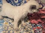 Mimi - Devon Rex Kitten For Sale - Lynchburg&comma; VA&comma; US