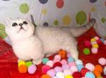 Diamond silver shaded boy munchkin short leg - Munchkin Kitten For Sale - CA&comma; US