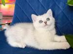 Victorville CA Dustin silver british shorthair - British Shorthair Kitten For Sale - CA&comma; US