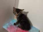 Zeus - Maine Coon Kitten For Sale - Farmington&comma; CT&comma; US