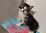 Miles - Maine Coon Kitten For Sale - Farmington&comma; CT&comma; US