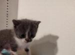Gary - Domestic Kitten For Sale - Farmington&comma; CT&comma; US
