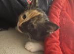 Bella - Maine Coon Kitten For Sale - Farmington&comma; CT&comma; US