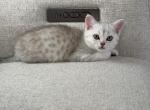 Scottish Fold and Straight - Scottish Fold Kitten For Sale - North Port&comma; FL&comma; US
