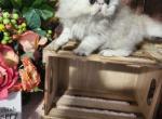 More pictures - Persian Kitten For Sale - Waxahachie&comma; TX&comma; US