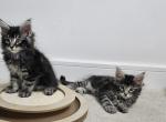 Maine coon - Maine Coon Kitten For Sale - McFarland&comma; KS&comma; US