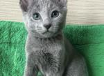Russian Blue Litter - Russian Blue Kitten For Sale - 