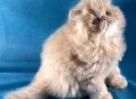 Waffles - Persian Kitten For Sale - Willis&comma; TX&comma; US