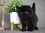 Bagheera - Persian Kitten For Sale - Willis&comma; TX&comma; US