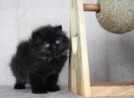 Delilah - Persian Kitten For Sale - Willis&comma; TX&comma; US