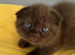 Cooper Scottish Fold Chocolate Male - Scottish Fold Kitten For Sale - 