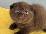 Cooper Scottish Fold Chocolate Male - Scottish Fold Kitten For Sale - Odessa&comma; FL&comma; US
