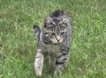 Chloe - Domestic Kitten For Sale - 