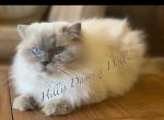 Lincoln - Ragdoll Cat For Sale/Retired Breeding - 