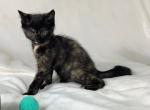 Tortoise Kitten Persian Siamese Mix - Persian Kitten For Sale - 