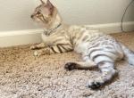 Snow - Bengal Cat For Sale - Fairfield&comma; CA&comma; US