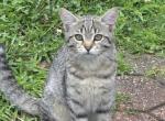 Sophie - Domestic Kitten For Sale - MA&comma; US